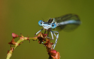 Blue Featherleg (Male, Platycnemis pennipes)